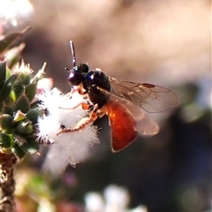 Exoneura sp. (genus) (A reed bee) at Aranda, ACT - 7 Sep 2024 by CathB