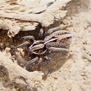 Lycosidae (family) at Aranda, ACT - 7 Sep 2024