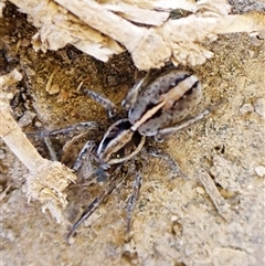 Lycosidae (family) at Aranda, ACT - 7 Sep 2024