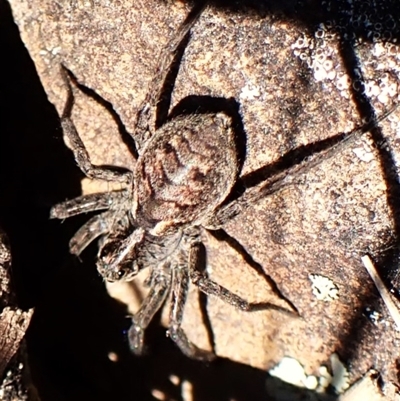 Lycosidae (family) (Unidentified wolf spider) at Aranda, ACT - 7 Sep 2024 by CathB