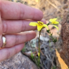 Diuris chryseopsis (Golden Moth) at Kambah, ACT - 10 Sep 2024 by AlexSantiago