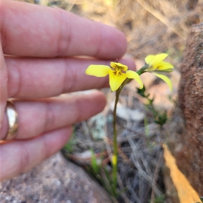 Diuris chryseopsis (Golden Moth) at Kambah, ACT - 10 Sep 2024 by AlexSantiago