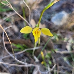 Diuris chryseopsis at Kambah, ACT - 10 Sep 2024