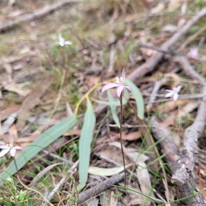 Caladenia fuscata at Yarralumla, ACT - 12 Sep 2024