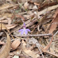 Cyanicula caerulea (Blue Fingers, Blue Fairies) at Yarralumla, ACT - 12 Sep 2024 by AlexSantiago