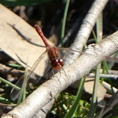 Diplacodes bipunctata (Wandering Percher) at Berrima, NSW - 10 Sep 2024 by Curiosity