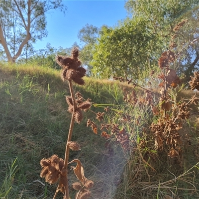 Xanthium strumarium at Fitzroy Crossing, WA - 13 Sep 2024 by Mike