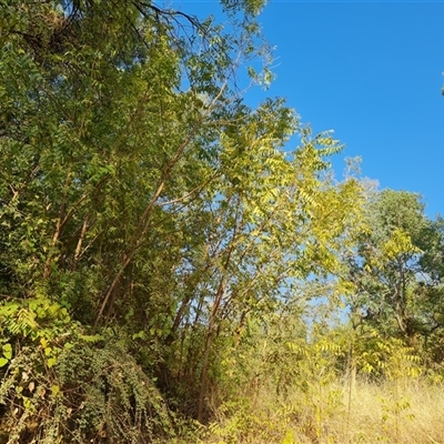 Unverified Other Tree at Saint George Ranges, WA - 13 Sep 2024 by Mike