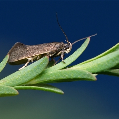 Leistomorpha brontoscopa (A concealer moth) at Downer, ACT - 13 Sep 2024 by RobertD