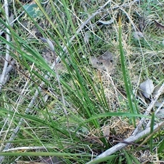 Lyperanthus suaveolens at Aranda, ACT - suppressed