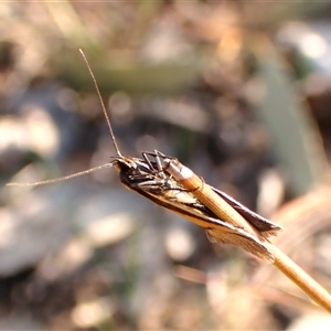 Philobota undescribed species near arabella at Aranda, ACT - 10 Sep 2024 03:19 PM