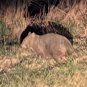 Vombatus ursinus at Kambah, ACT - 13 Sep 2024 12:04 AM