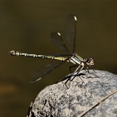 Diphlebia nymphoides (Arrowhead Rockmaster) at Strathnairn, ACT - 8 Jan 2023 by KorinneM