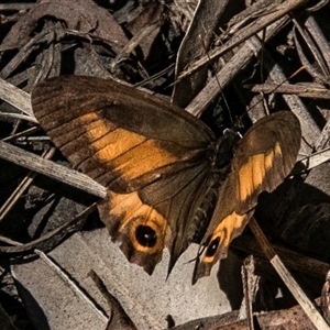 Hypocysta metirius at Boolboonda, QLD - 19 Jun 2024 12:28 PM