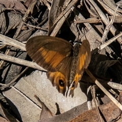 Hypocysta metirius at Boolboonda, QLD - 19 Jun 2024 12:28 PM