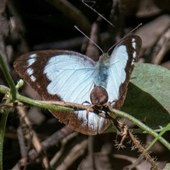 Belenois java at Boolboonda, QLD - 19 Jun 2024 by Petesteamer