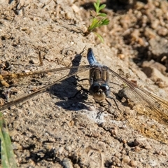 Orthetrum caledonicum (Blue Skimmer) at Bucca, QLD - 19 Jun 2024 by Petesteamer