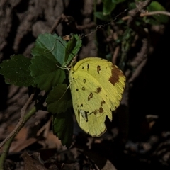 Eurema hecabe (Large Grass-yellow) at Bundaberg North, QLD - 10 Jun 2024 by Petesteamer