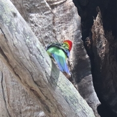 Platycercus eximius (Eastern Rosella) at Crace, ACT - 13 Sep 2024 by HappyWanderer