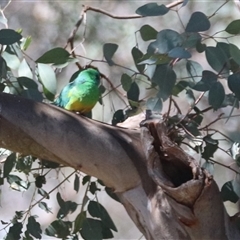 Psephotus haematonotus (Red-rumped Parrot) at Crace, ACT - 13 Sep 2024 by HappyWanderer