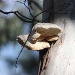 Laetiporus portentosus (White Punk) at Crace, ACT - 13 Sep 2024 by HappyWanderer