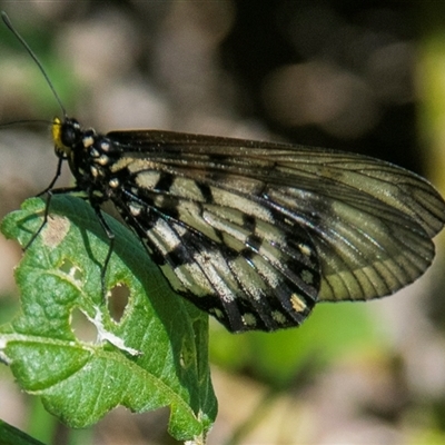 Acraea andromacha (Glasswing) at Bundaberg North, QLD - 13 Jun 2024 by Petesteamer