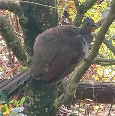 Menura novaehollandiae (Superb Lyrebird) at Fitzroy Falls, NSW - 13 Sep 2024 by KateU