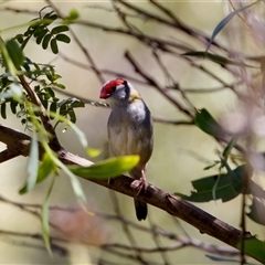 Neochmia temporalis (Red-browed Finch) at Strathnairn, ACT - 8 Jan 2023 by KorinneM