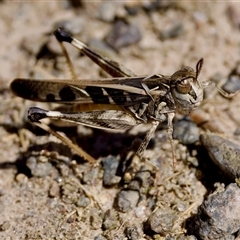 Oedaleus australis (Australian Oedaleus) at Strathnairn, ACT - 8 Jan 2023 by KorinneM