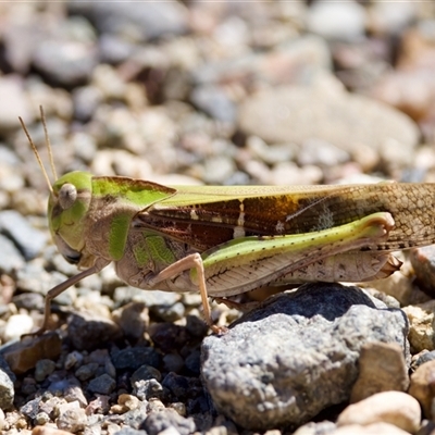 Gastrimargus musicus (Yellow-winged Locust or Grasshopper) at Strathnairn, ACT - 8 Jan 2023 by KorinneM