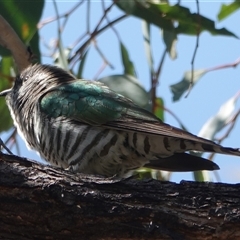 Chrysococcyx lucidus (Shining Bronze-Cuckoo) at Hall, ACT - 13 Sep 2024 by Anna123