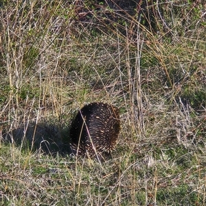 Tachyglossus aculeatus at Denman Prospect, ACT - 13 Sep 2024