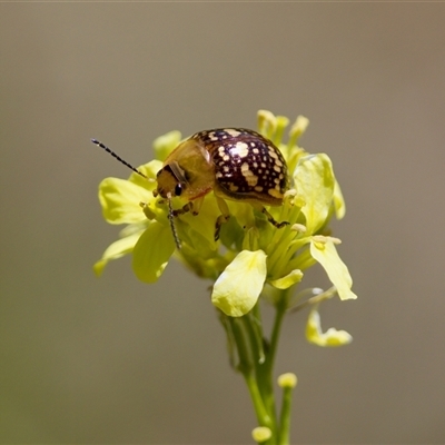 Paropsis pictipennis (Tea-tree button beetle) at Strathnairn, ACT - 8 Jan 2023 by KorinneM