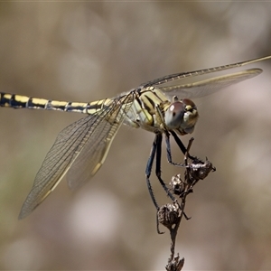 Orthetrum caledonicum at Strathnairn, ACT - 8 Jan 2023 03:27 PM