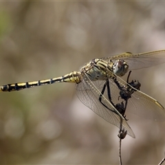 Orthetrum caledonicum at Strathnairn, ACT - 8 Jan 2023 03:27 PM