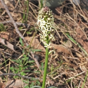 Stackhousia monogyna at Kambah, ACT - 13 Sep 2024