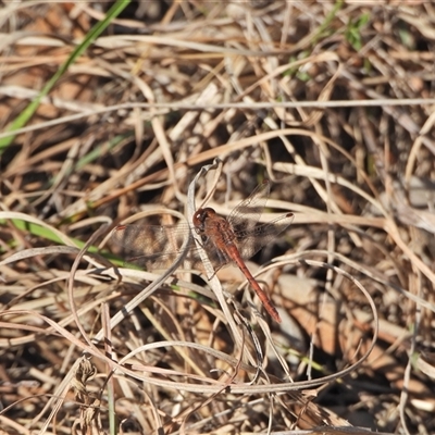 Diplacodes bipunctata (Wandering Percher) at Kambah, ACT - 13 Sep 2024 by LineMarie