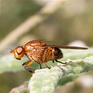 Rhagadolyra magnicornis at Acton, ACT - 13 Sep 2024 01:48 PM