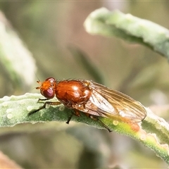 Rhagadolyra magnicornis at Acton, ACT - 13 Sep 2024 01:48 PM