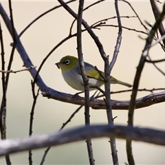 Zosterops lateralis (Silvereye) at Strathnairn, ACT - 8 Jan 2023 by KorinneM