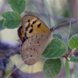 Heteronympha merope at Strathnairn, ACT - 8 Jan 2023 03:44 PM