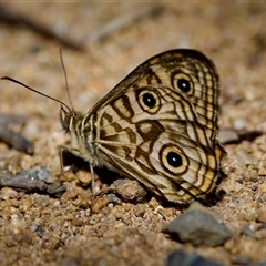 Geitoneura acantha (Ringed Xenica) at Strathnairn, ACT - 8 Jan 2023 by KorinneM