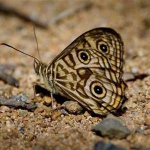 Geitoneura acantha at Strathnairn, ACT - 8 Jan 2023 03:53 PM