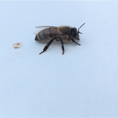 Apis mellifera (European honey bee) at North Albury, NSW - 9 Sep 2024 by Darcy