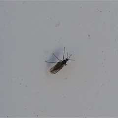 Bibionomorpha (infraorder) (Unidentified Gnat, Gall Midge or March Fly) at Lyons, ACT - 13 Sep 2024 by ran452