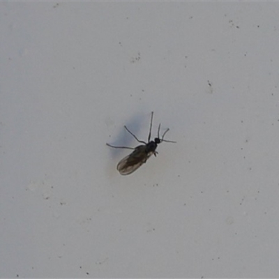 Bibionomorpha (infraorder) (Unidentified Gnat, Gall Midge or March Fly) at Lyons, ACT - 13 Sep 2024 by ran452