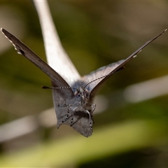 Erina hyacinthina at Denman Prospect, ACT - 13 Sep 2024 02:10 PM