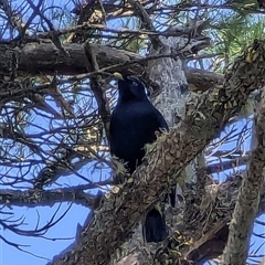 Ptilonorhynchus violaceus (Satin Bowerbird) at Wentworth Falls, NSW - 13 Sep 2024 by ScottandMandy