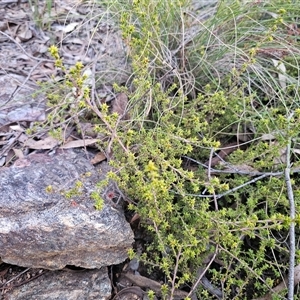 Pultenaea procumbens at Captains Flat, NSW - 13 Sep 2024 05:36 PM