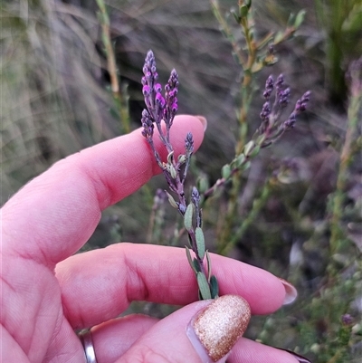 Comesperma ericinum (Heath Milkwort) at Captains Flat, NSW - 13 Sep 2024 by Csteele4